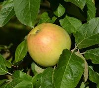Arreskov æble